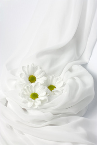 三个白菊花