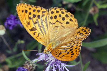 蝴蝶 argynnis 波纹巴非蛤