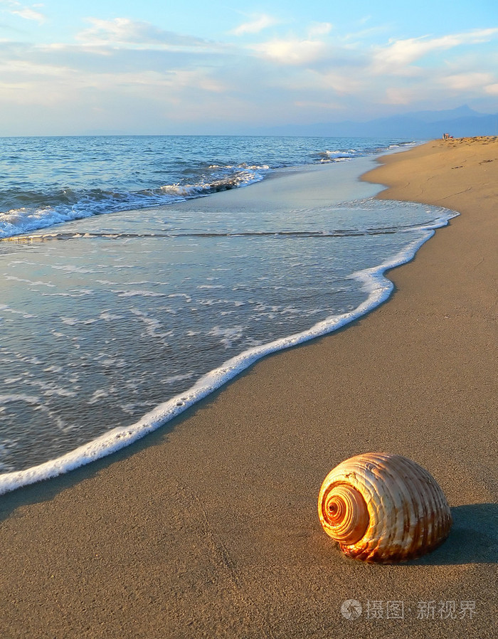 在海滩上的贝壳