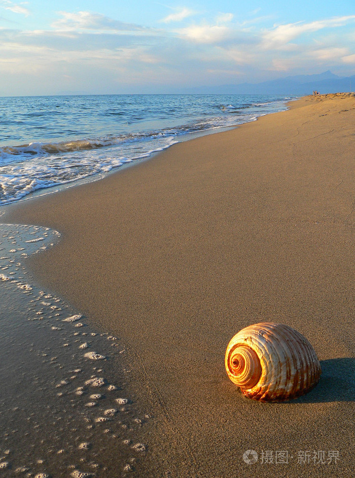 在海滩上的贝壳