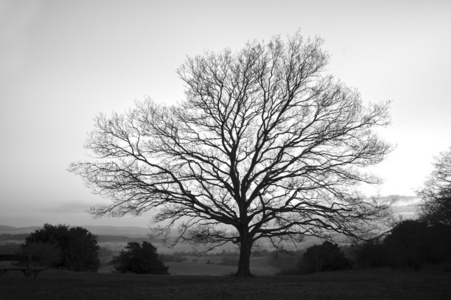 单光秃冬天树在黑色和白色图片