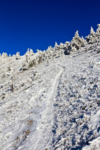 在冬季山林道