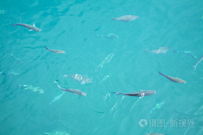 很多海里的鱼jpg