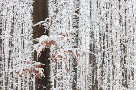 在雪地中冬季森林树木