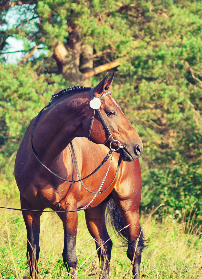 美丽普赖泽 trakehner 种马