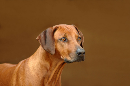 罗得西亚 ridgeback 猎犬