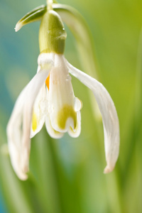 雪花莲的花