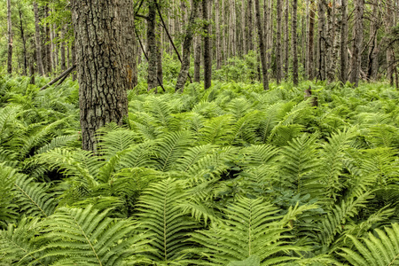 与羊齿植物天然森林