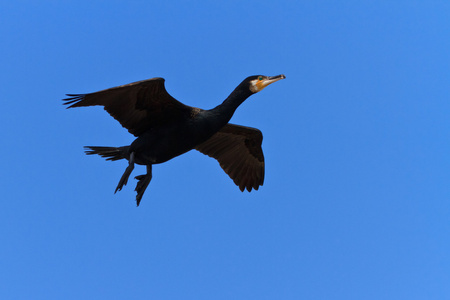 Phalacrocorax Carbo