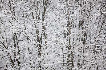 雪在树枝上