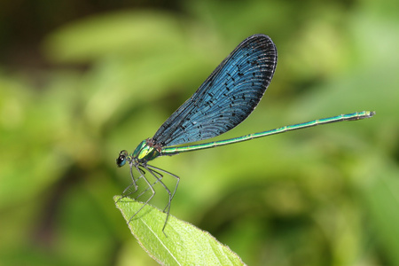 美丽的蓝蜻蜓