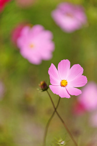 漂亮的鲜花