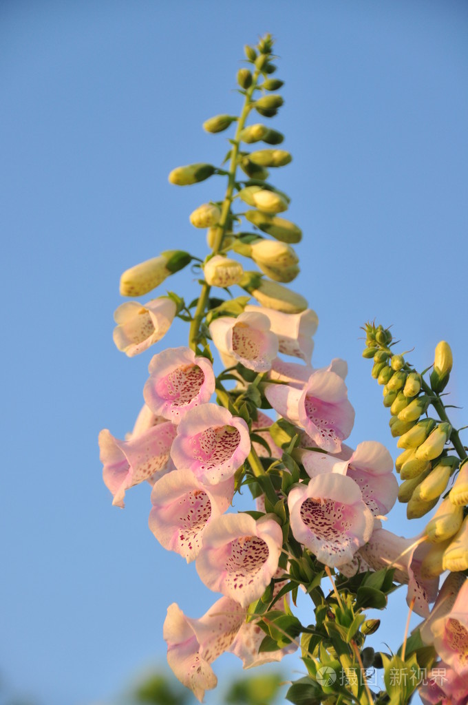 毛地黄花的穗状
