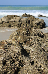 在热带的海滩上的石头