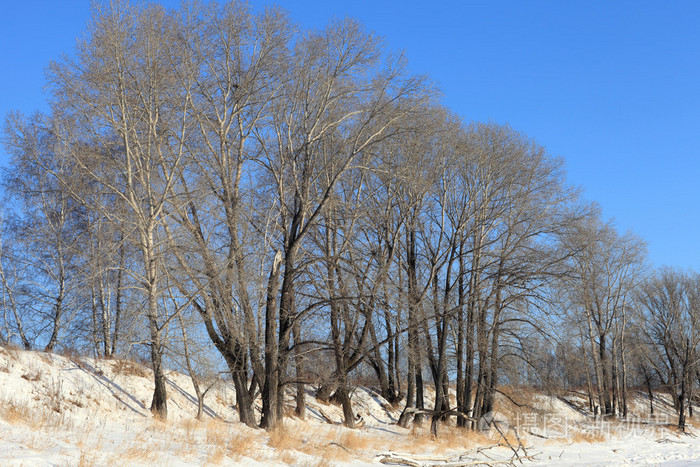 光秃的冬天在白杨树