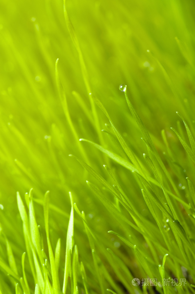 绿色春天草背景照片-正版商用图片0vr4i3-摄图新视界