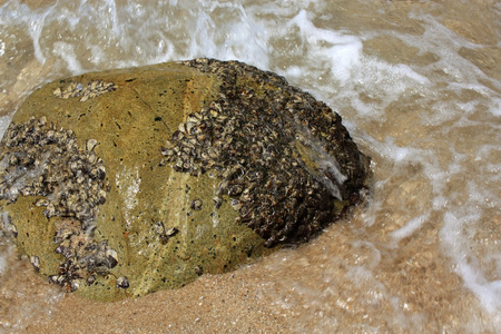 在热带的海滩上石头