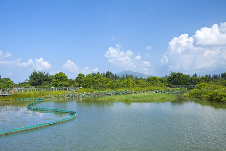 一天在香港的湿地池塘图片