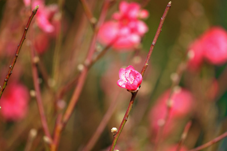 桃花 装饰花卉为中国新的一年