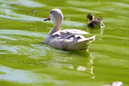 家庭的幸福的绿水河里游泳的鸭子