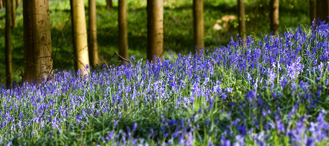 hallerbos 风信子