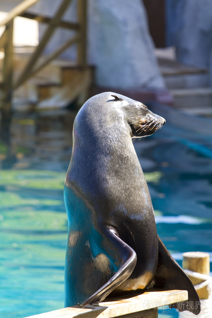 在天然环境中的美丽海狮子