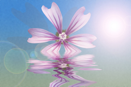 大花葵图片 大花葵素材 大花葵插画 摄图新视界