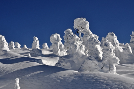 树木覆盖着白霜和在山中雪