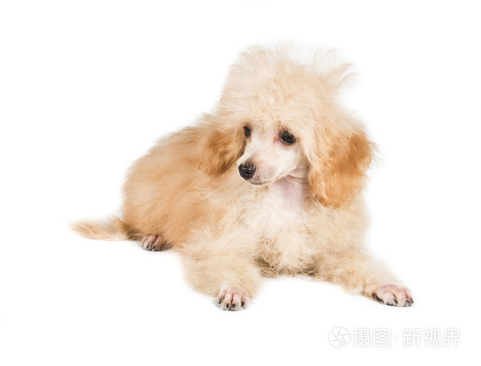 在白色背景上杏贵宾犬小狗画像照片 正版商用图片0vrjnl 摄图新视界 在白色背景上杏贵宾犬小狗画像照片 正版商用图片0vrjnl 摄图新视界