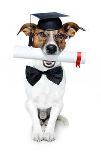 毕业的文凭与狗
