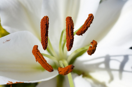 花卉详细信息