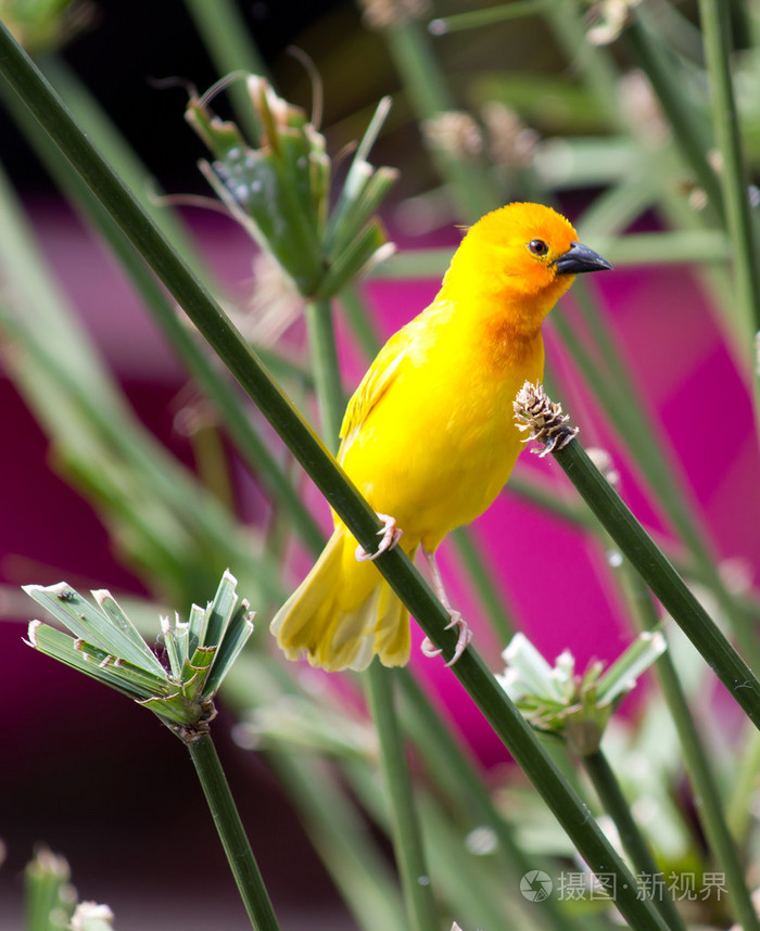 黄色的金丝雀serinus加那利岛