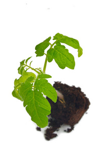 年轻绿色的植物，在白色背景上