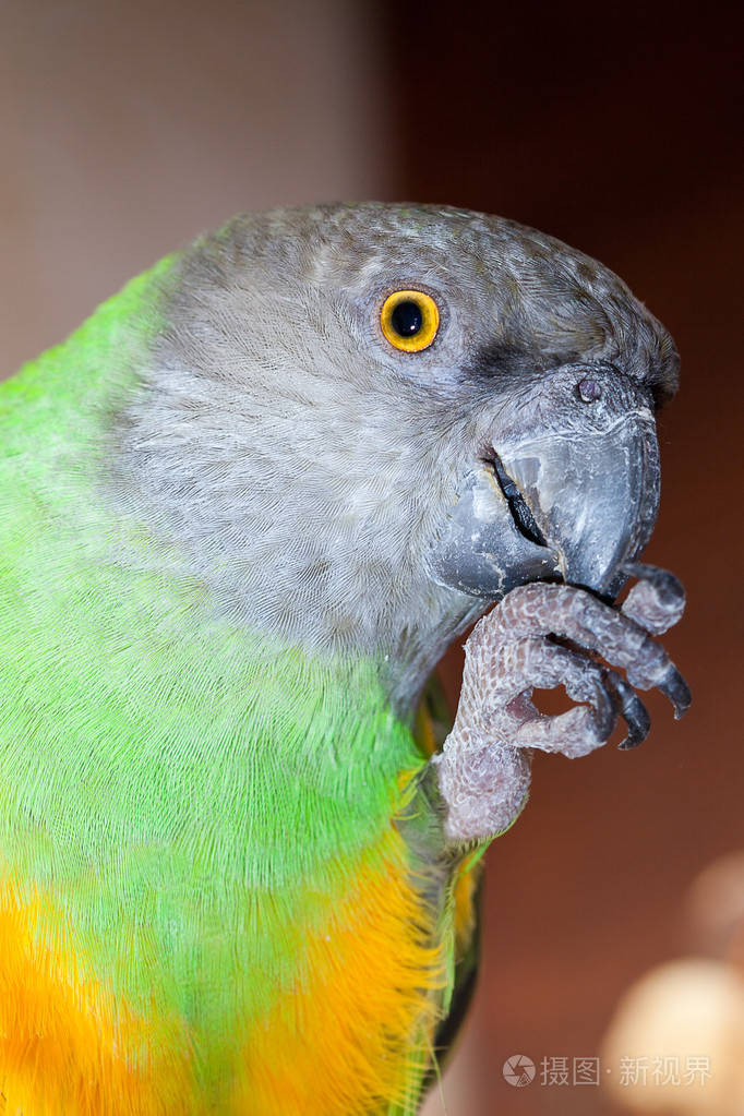 美丽的绿色和黄色塞内加尔鹦鹉特写