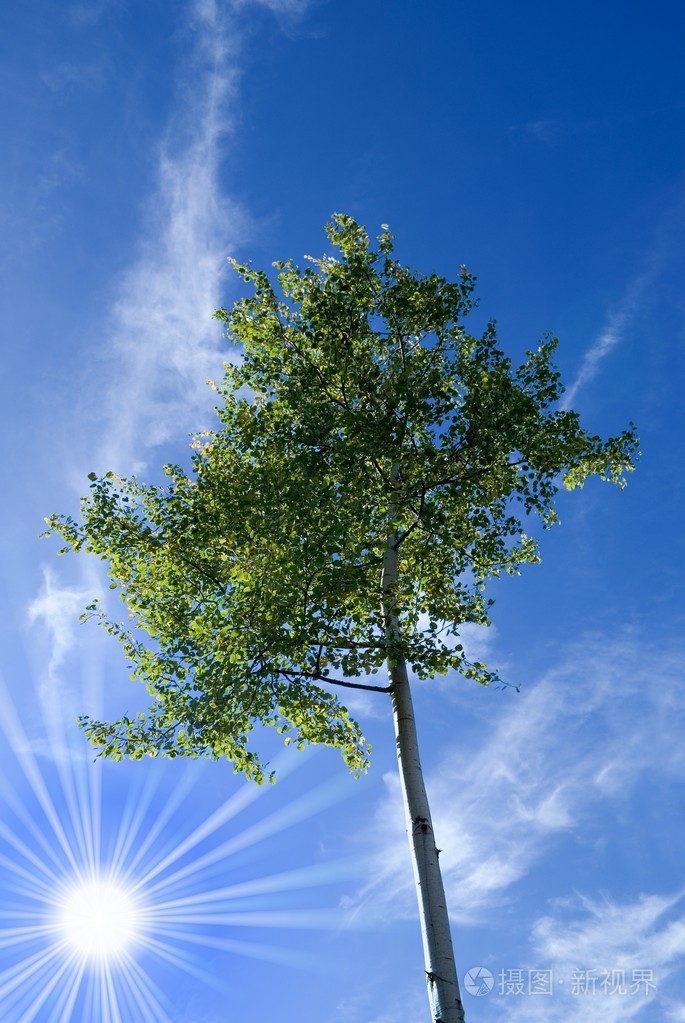 通过一天的canicular细长树