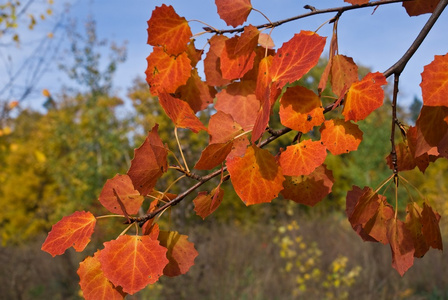 红色秋天的白杨树叶图片