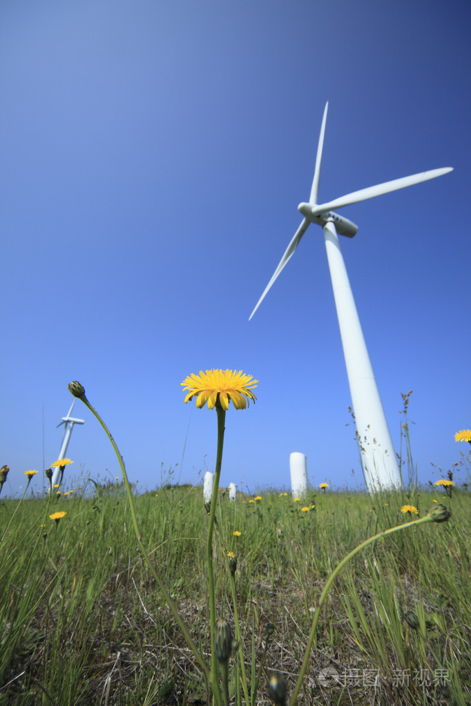 白色风车与蒲公英