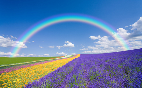 花场和蓝蓝的天空云照片