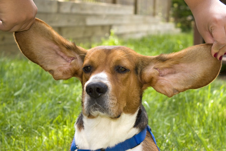 大耳朵比格犬
