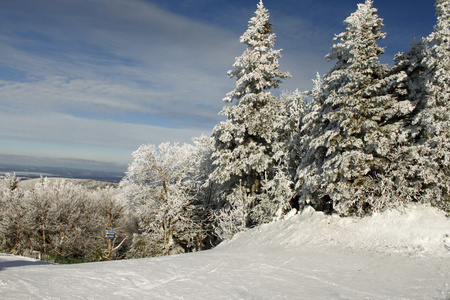 雪树顶 2