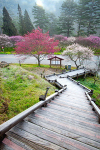 梅花盛开树分支深散景