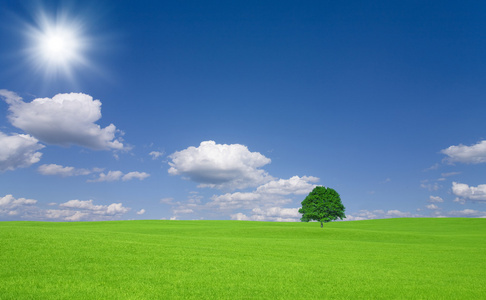 绿色领域与孤树和白色云