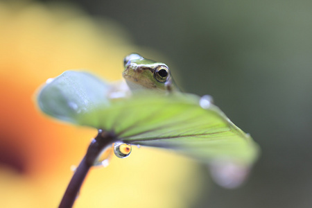 Frogon the leaf