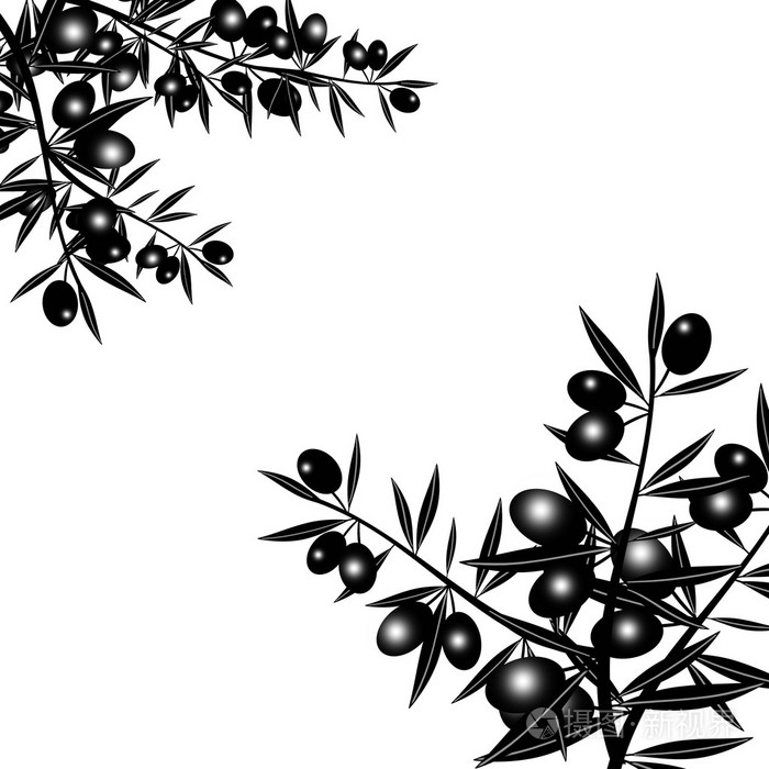 黑色橄榄枝的剪影