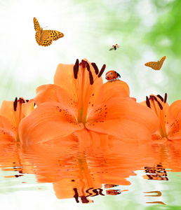 橙色百合与蝴蝶和瓢虫
