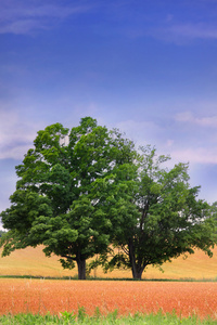 两棵树图片