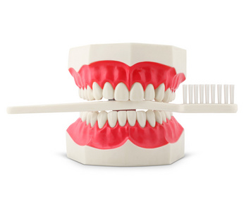 在白色的牙刷牙齿模型图片