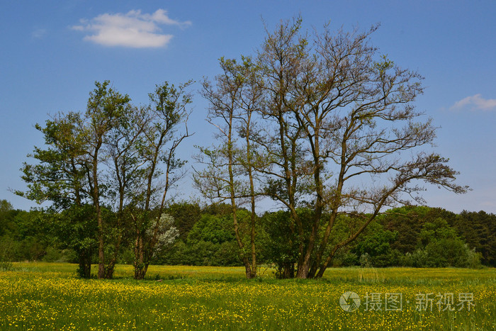 老桤木树在春天