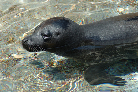 海狮