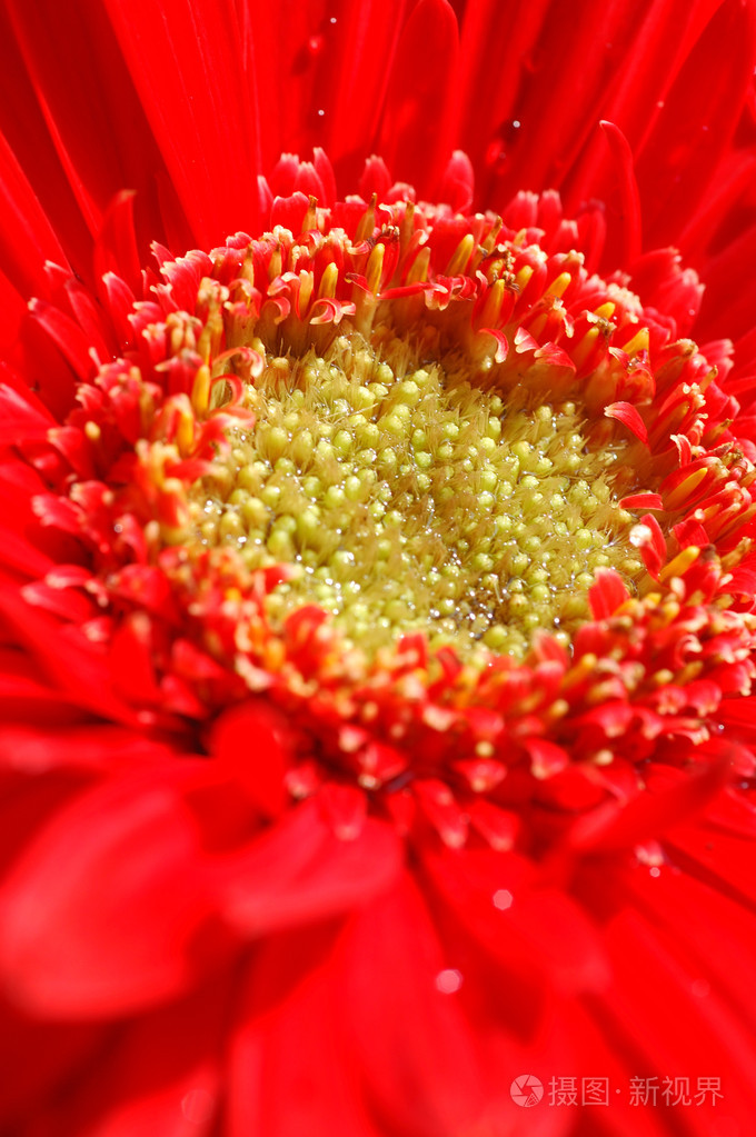 红色非洲菊